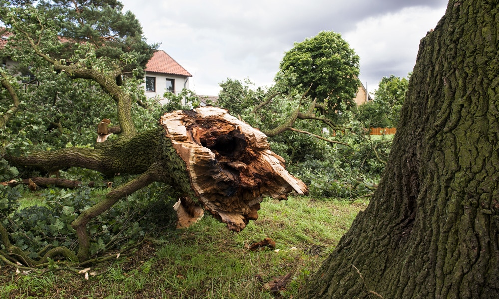 Winter Tree Damage I Omaha Tree Service