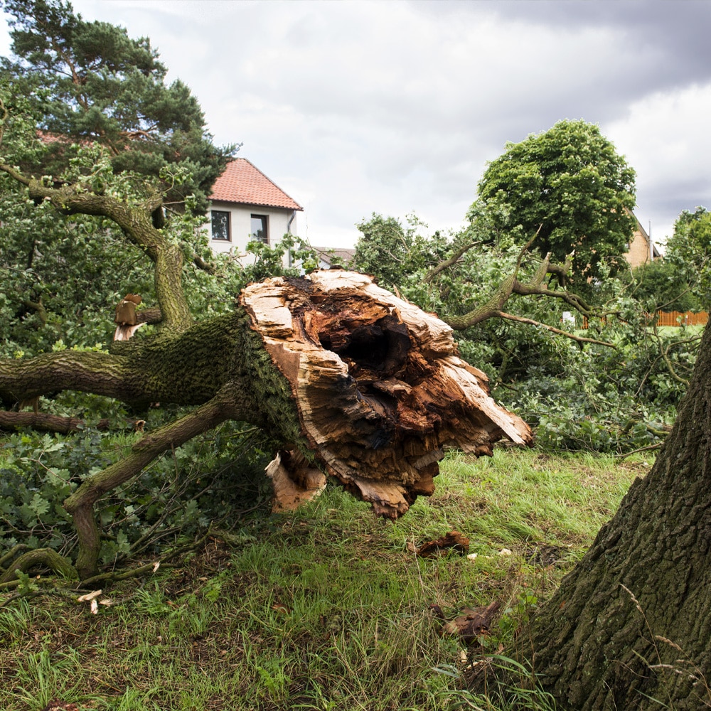 Storm Cleanup