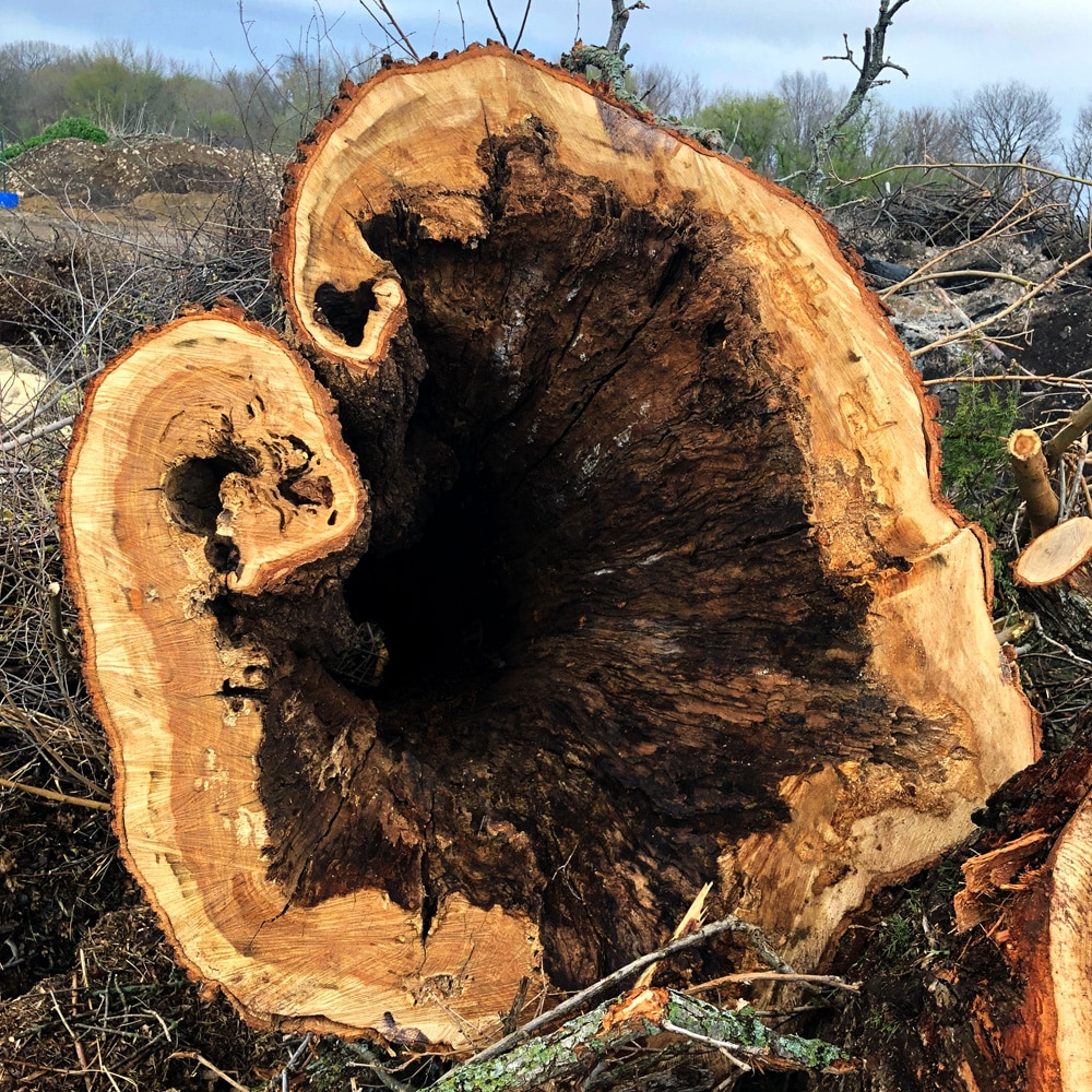 Storm Cleanup