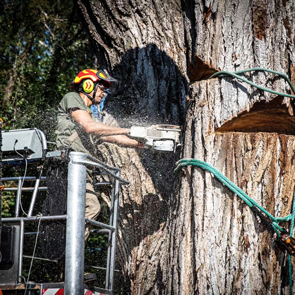 Tree & Stump Removal