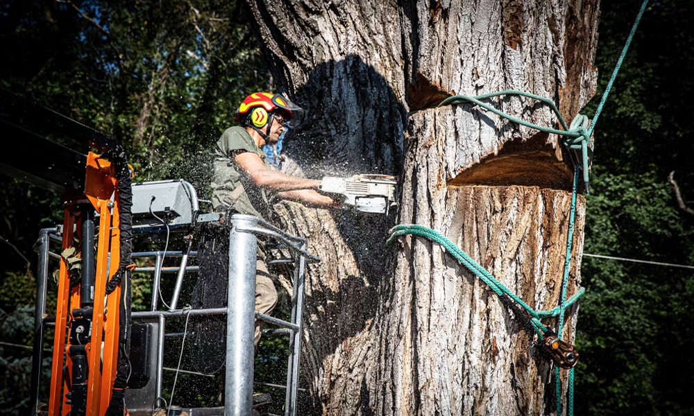 Tree and Stump Removal Council Bluffs Iowa