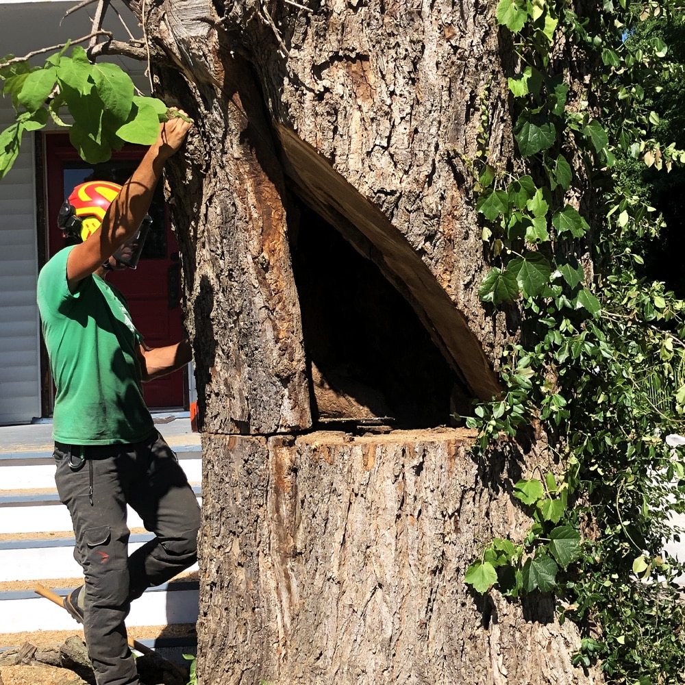 Tree & Stump Removal