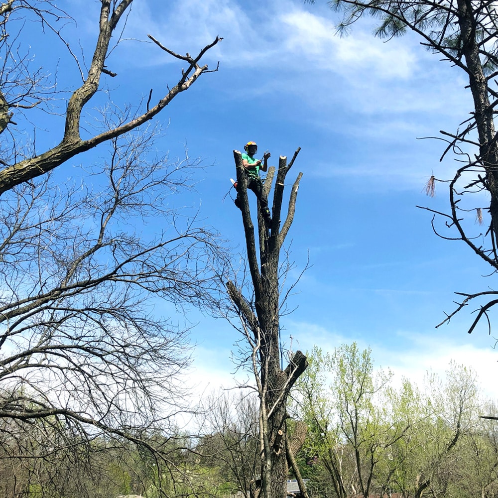 Tree & Stump Removal