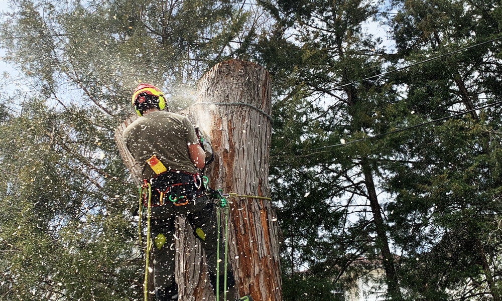 Tree Removal