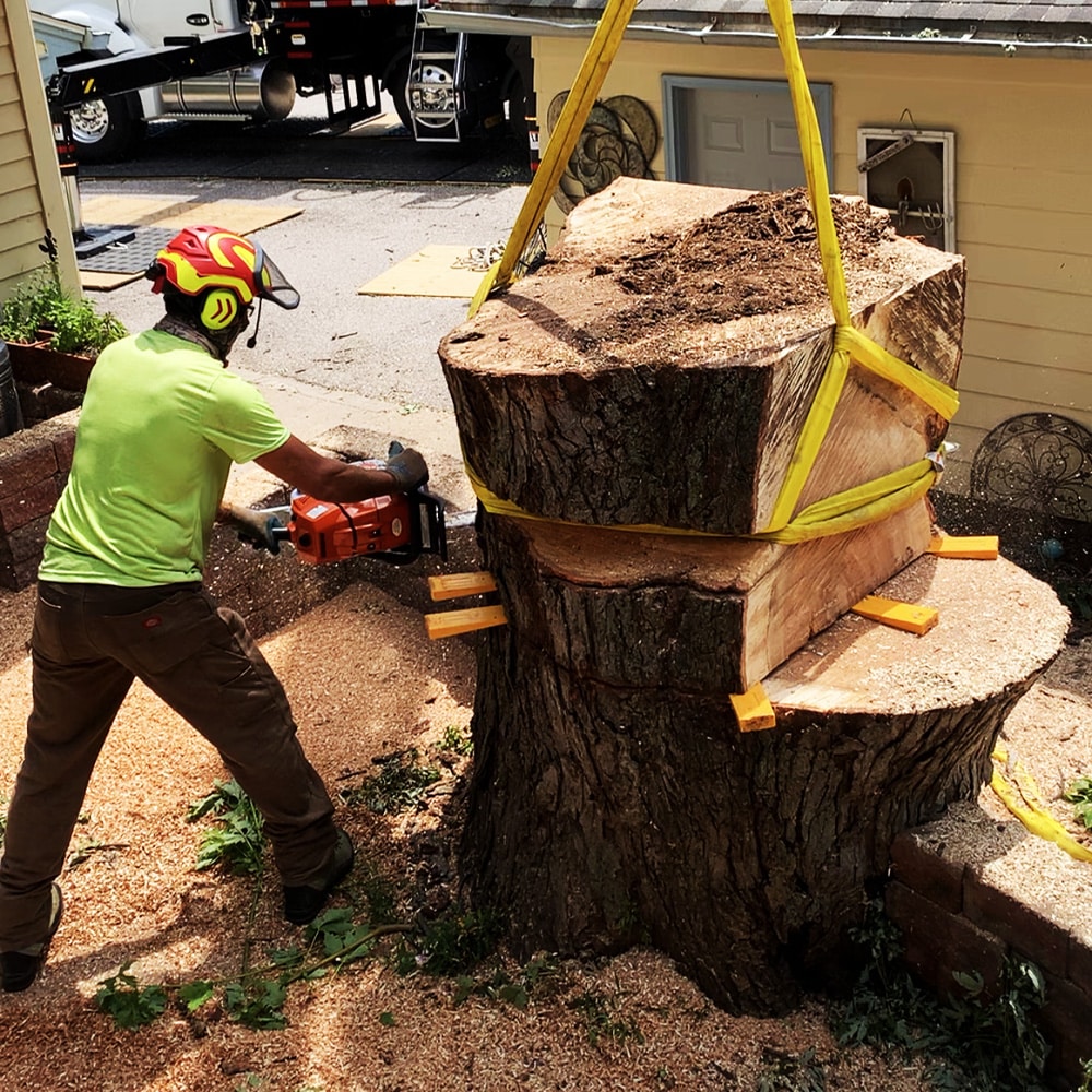 Tree Removal