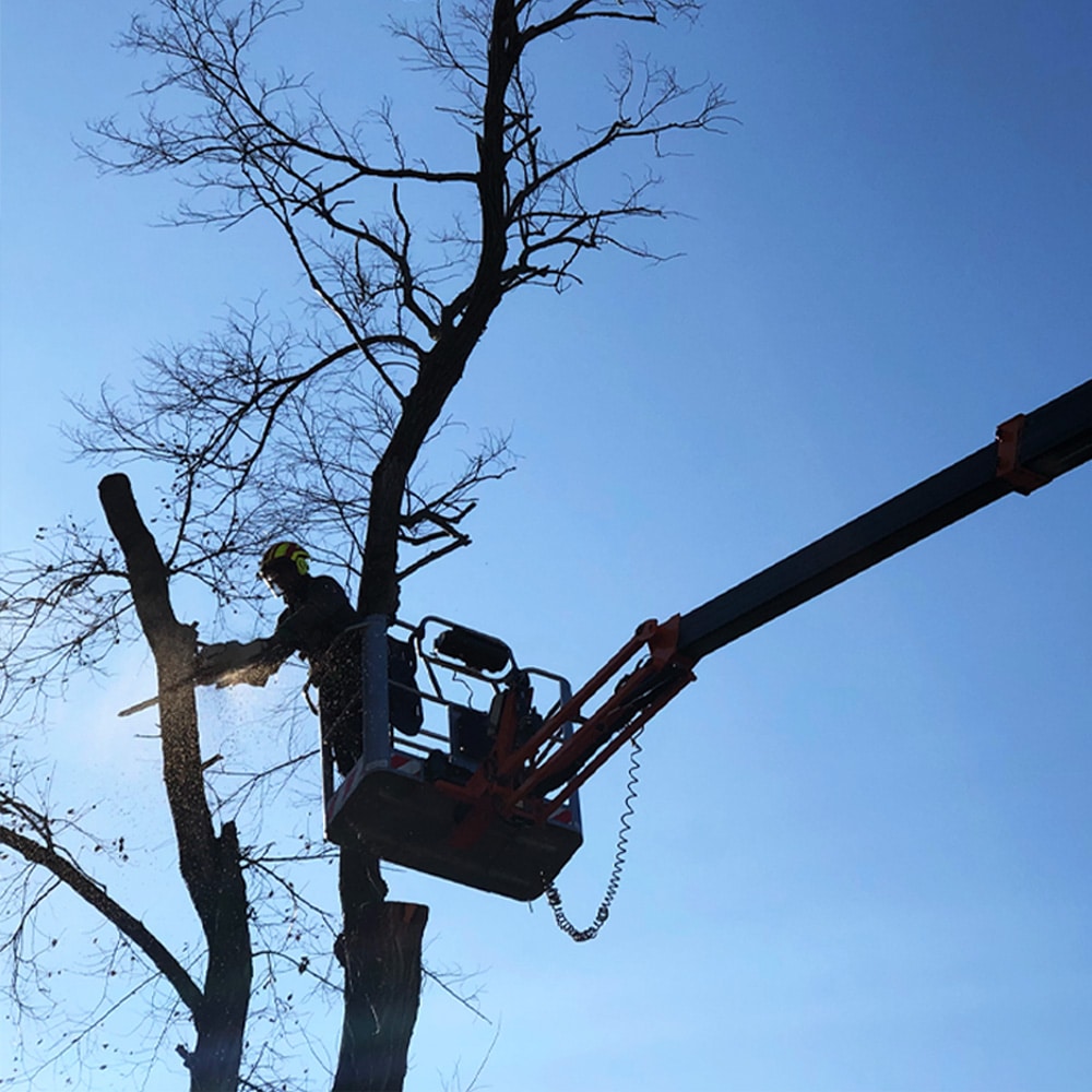 Tree Trimming & Pruning