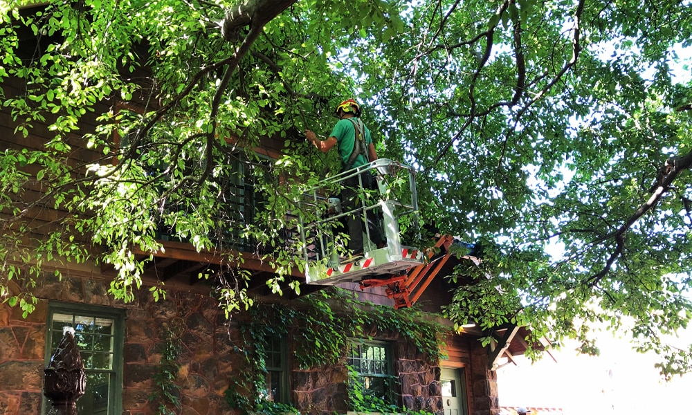 Tree Trimming