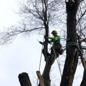 Tree Trimming