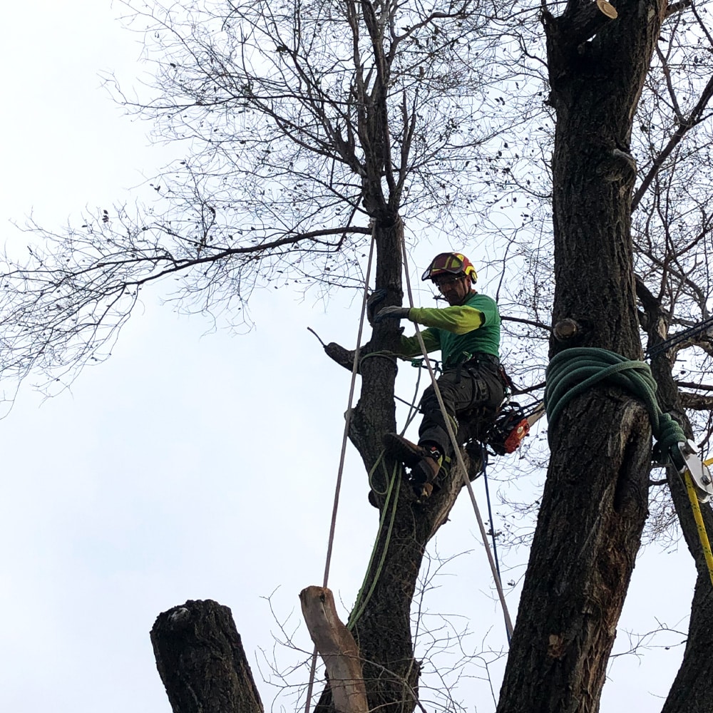 Tree Trimming & Pruning