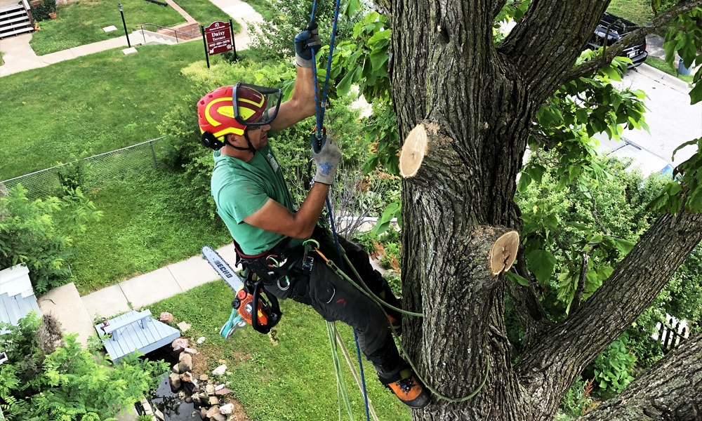 An Arborist Checking Out A Tall Tree