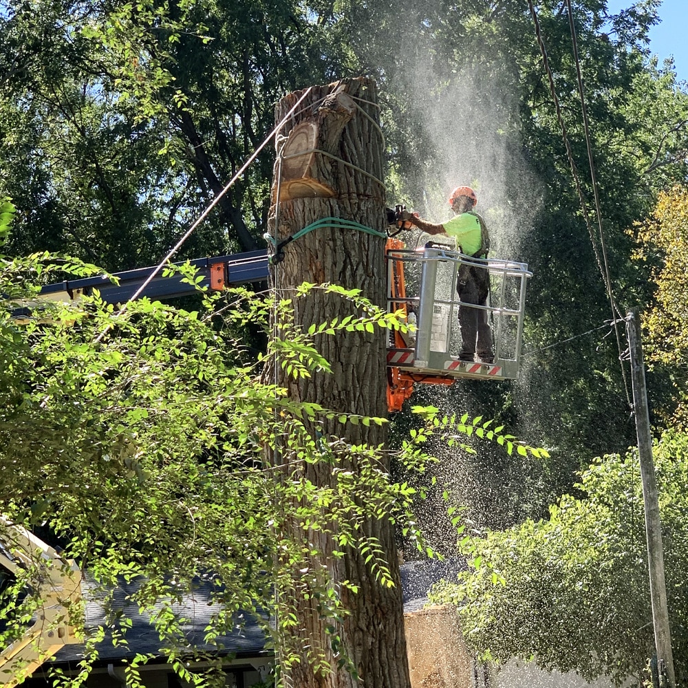 Tree Removal