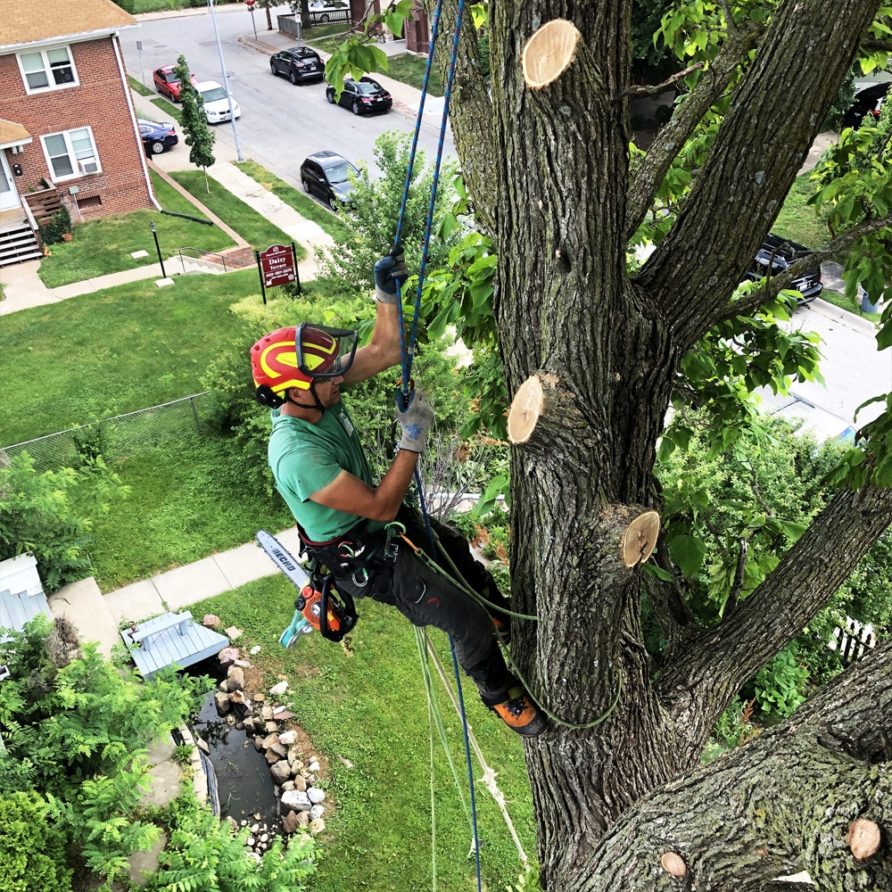 Tree Trimming & Pruning