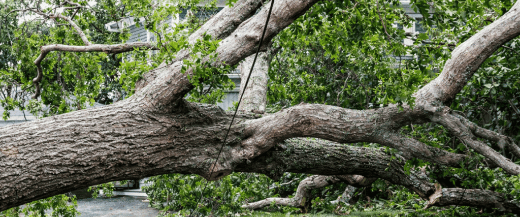 Will the City of Omaha Remove Trees from Private Property?