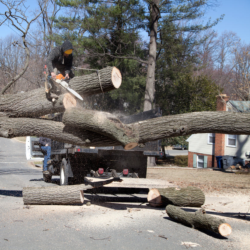 Tree removal from street