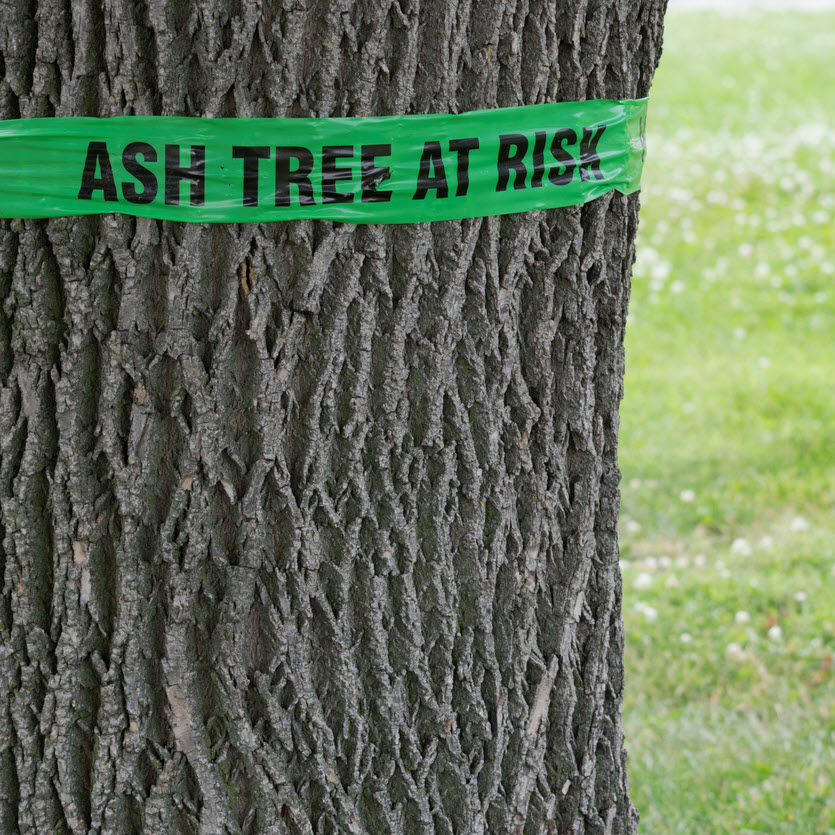 A tree marked for ash borers