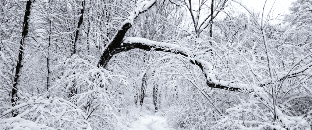 Is Your Tree Dormant, Injured, or Dying? A Comprehensive Winter Tree Care Guide for Nebraska & Iowa Homeowners