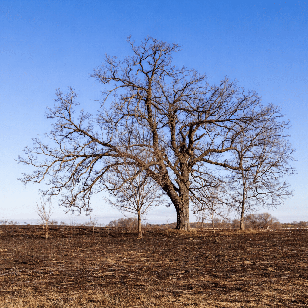 A scorched tree due to wild fire