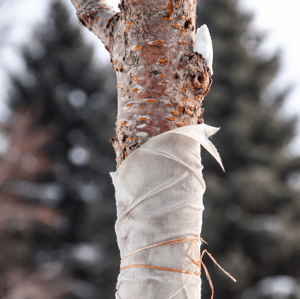 arborist applying tree wrap before the first freeze