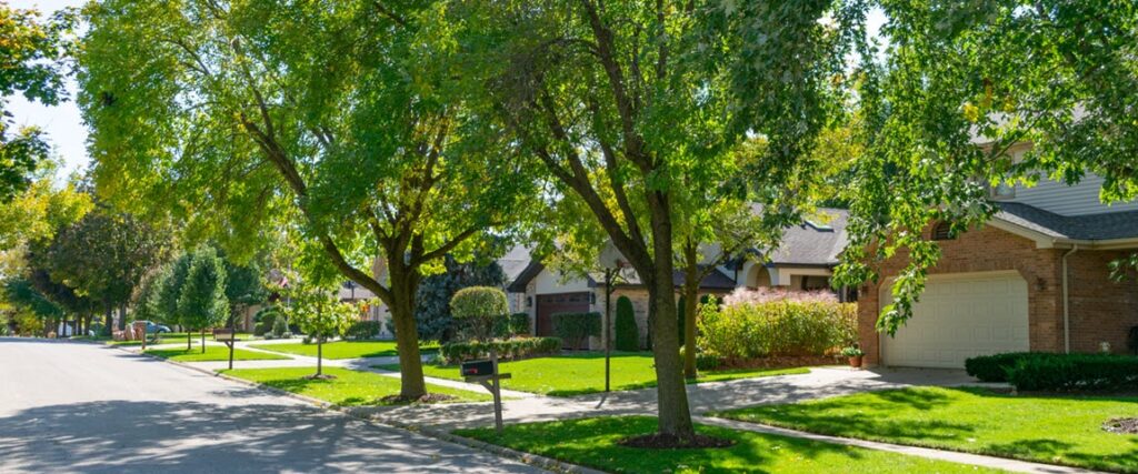 Tree Diseases in Omaha: Identification, Prevention & Treatment